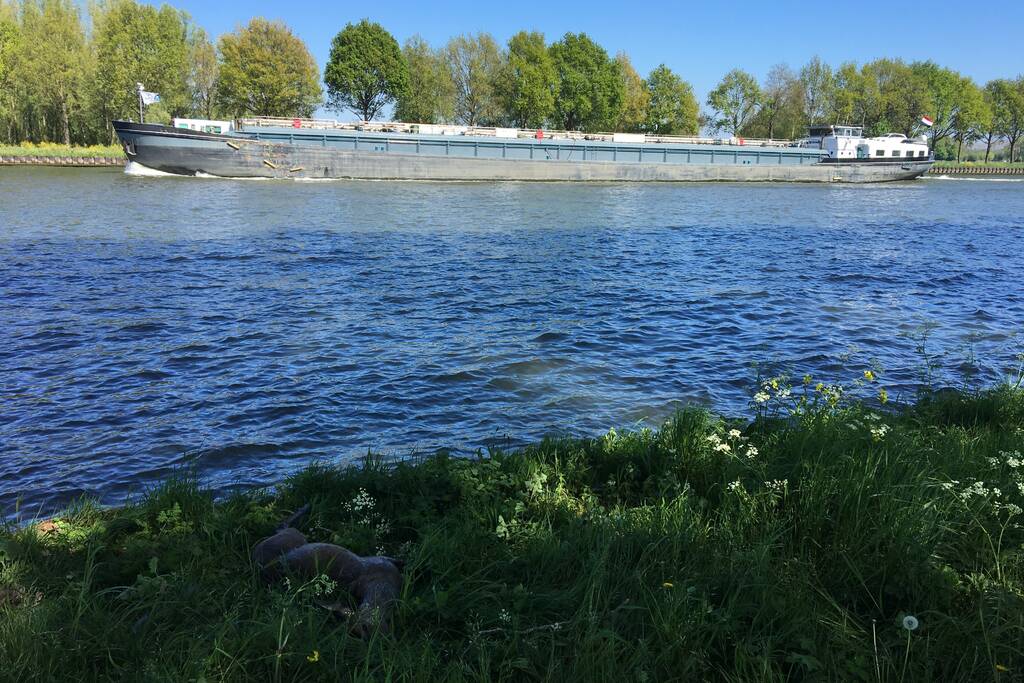 Omstanders treffen dode ree aan in het water