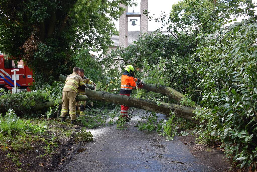 Boom ligt over wandelpad