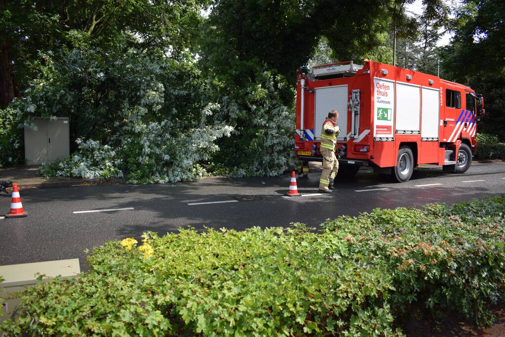 Boom ligt over wandelpad