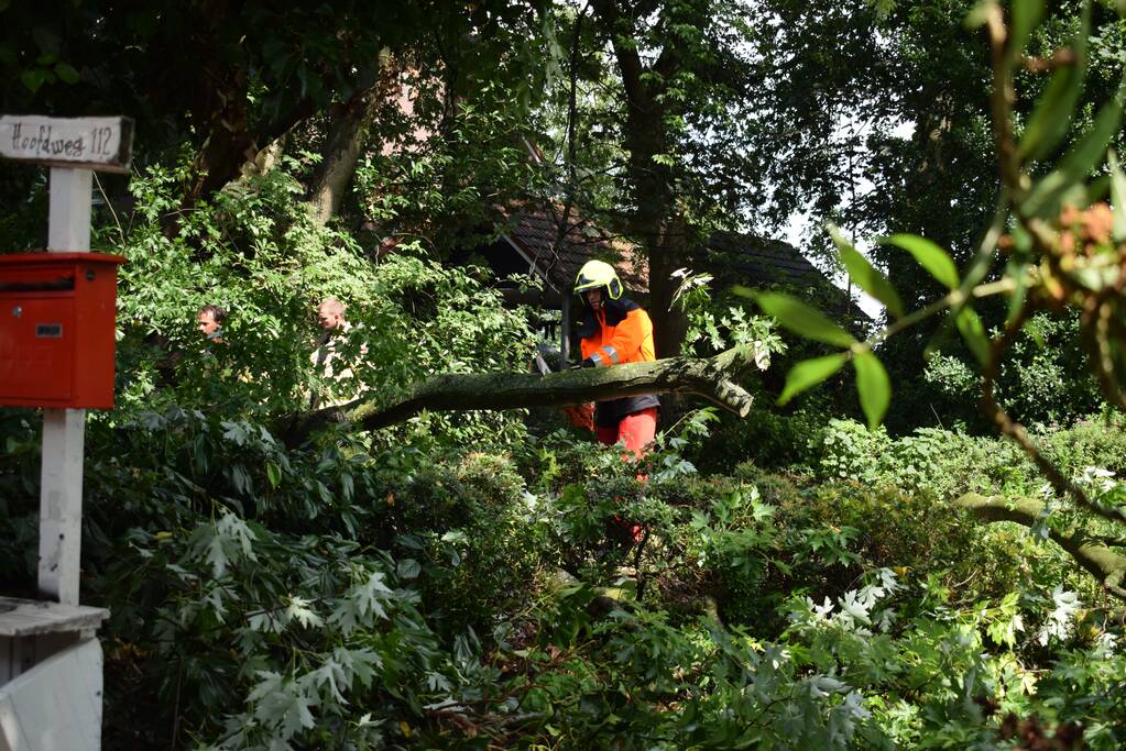 Boom ligt over wandelpad