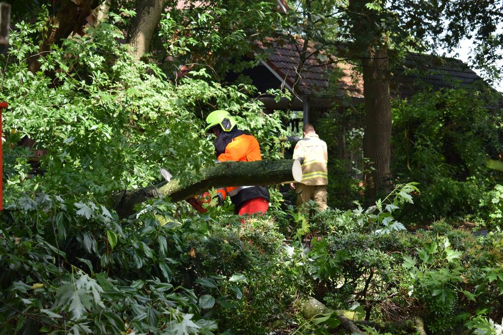 Boom ligt over wandelpad