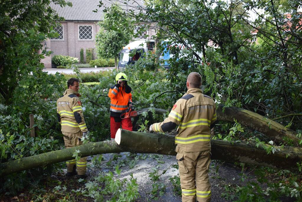 Boom ligt over wandelpad