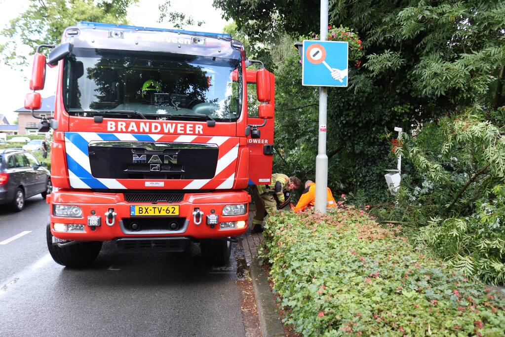 Boom ligt over wandelpad