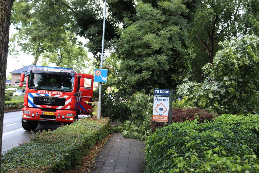 Boom ligt over wandelpad