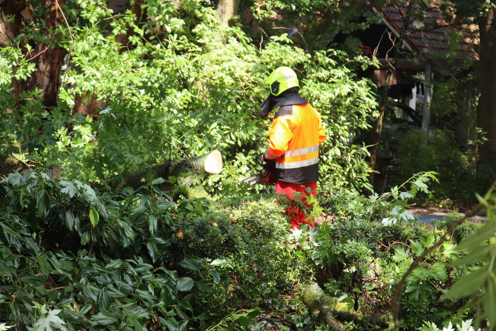 Boom ligt over wandelpad