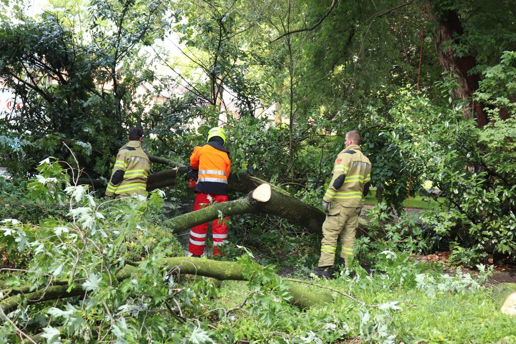 Boom ligt over wandelpad