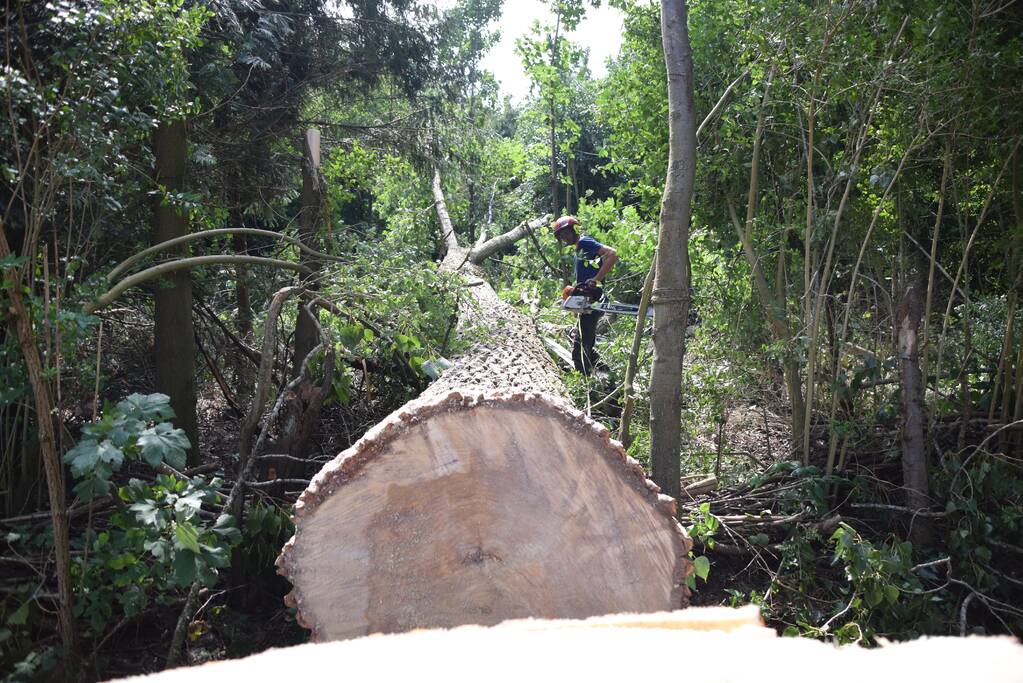 Gemente ruimt 15 bomen op na storm