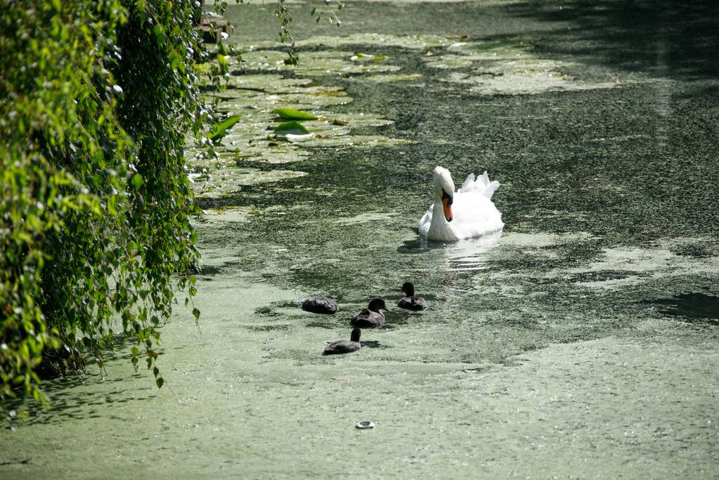 Botulisme aangetroffen in vijvers in Schothorst