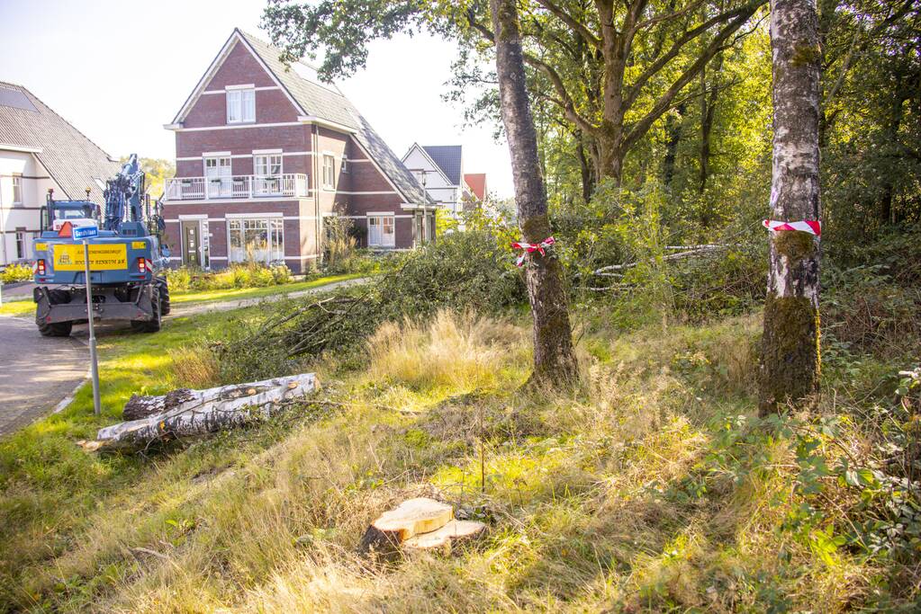 Nieuwe bewoners villawijk redden 17 bomen van kap