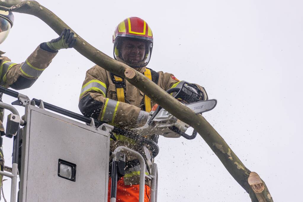 Kaalslag aan grote boom door storm