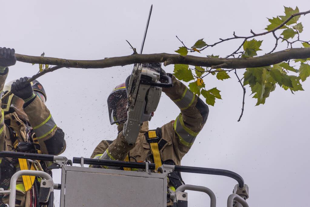 Kaalslag aan grote boom door storm