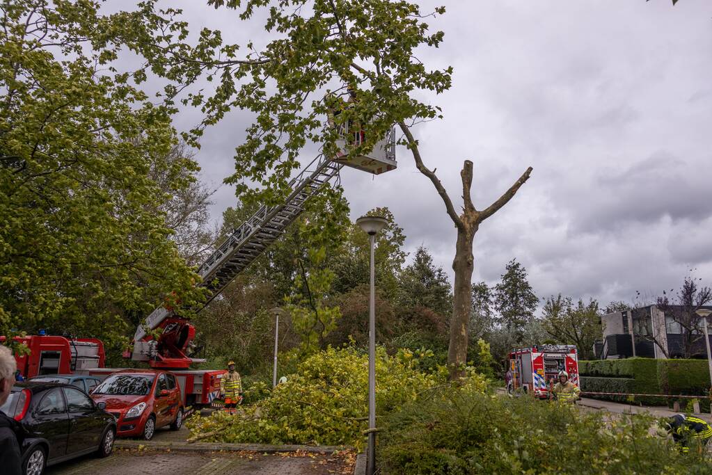 Kaalslag aan grote boom door storm