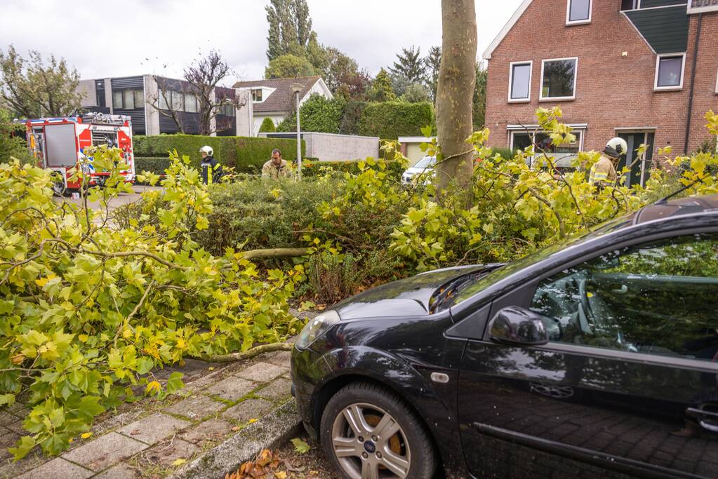 Kaalslag aan grote boom door storm