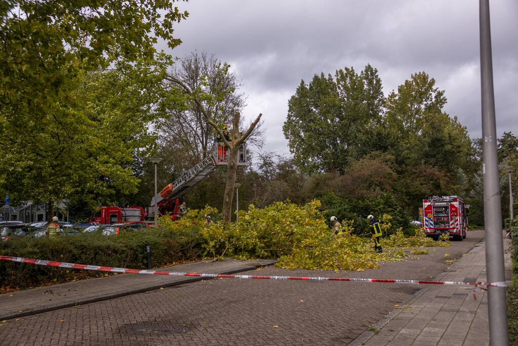 Kaalslag aan grote boom door storm