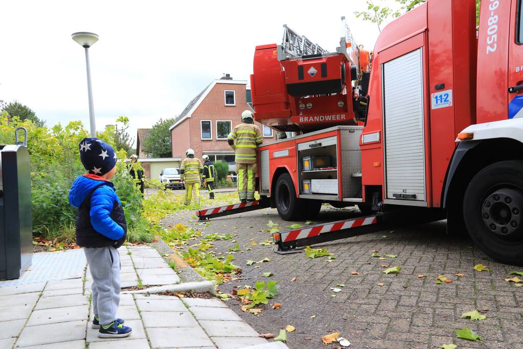 Kaalslag aan grote boom door storm