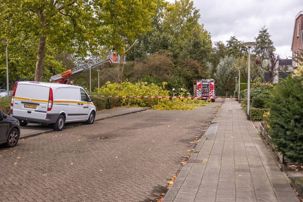 Kaalslag aan grote boom door storm