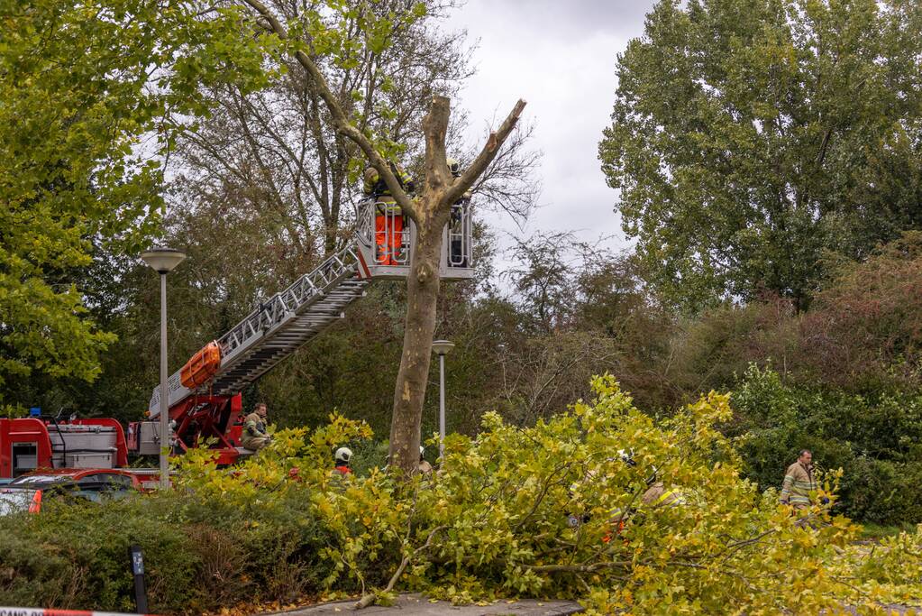 Kaalslag aan grote boom door storm