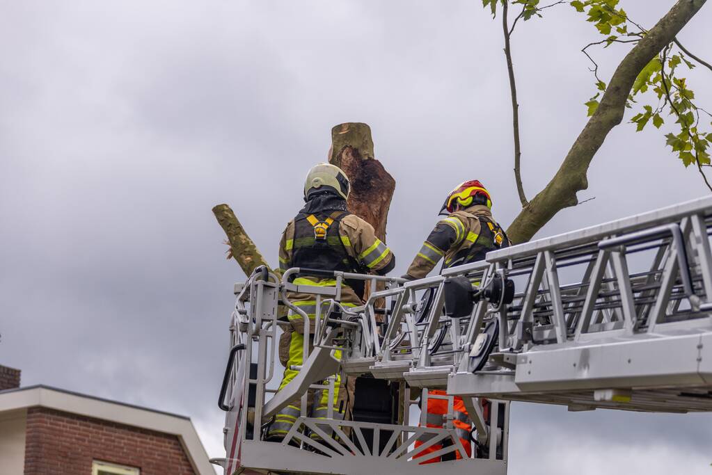 Kaalslag aan grote boom door storm