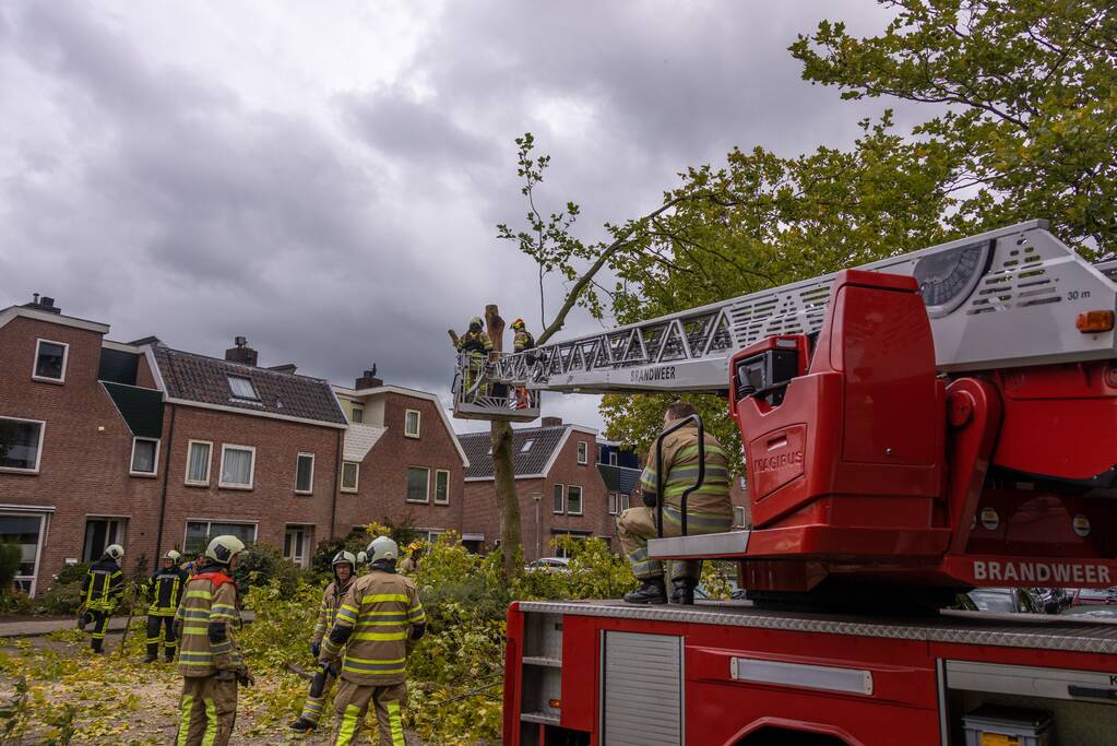 Kaalslag aan grote boom door storm