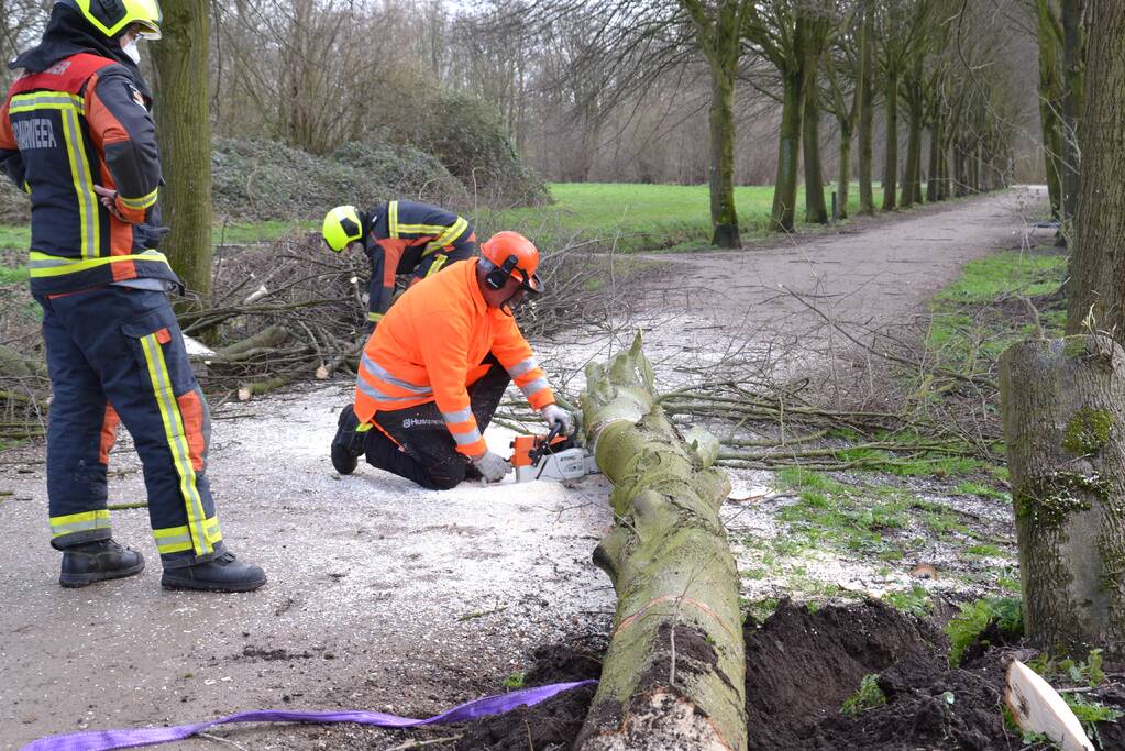 Gevaarlijke boom vakkundig ingehaald