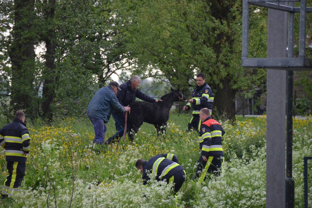 Veulen uit water gered