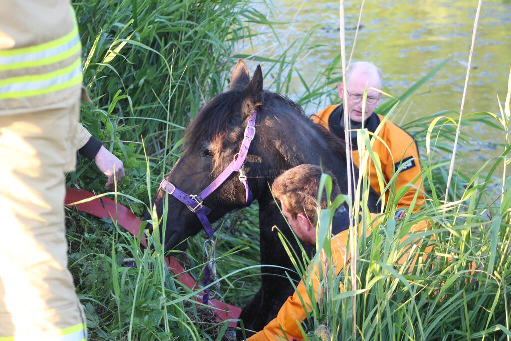 Brandweer redt paard uit de sloot