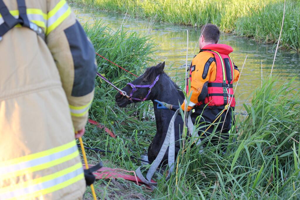 Brandweer redt paard uit de sloot