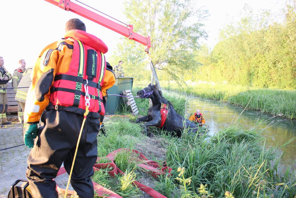 Brandweer redt paard uit de sloot