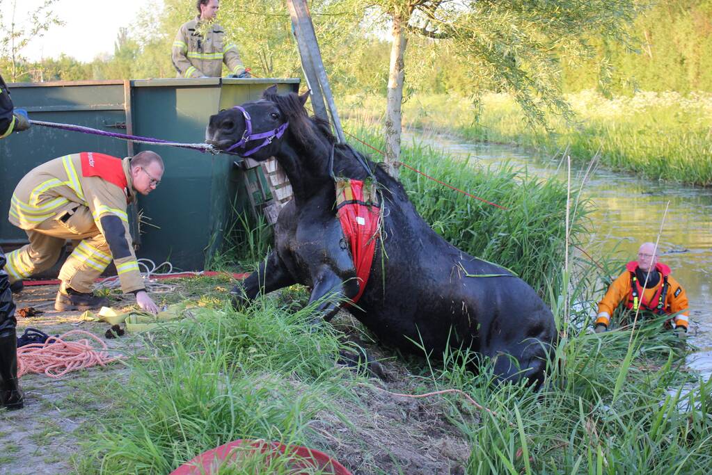 Brandweer redt paard uit de sloot