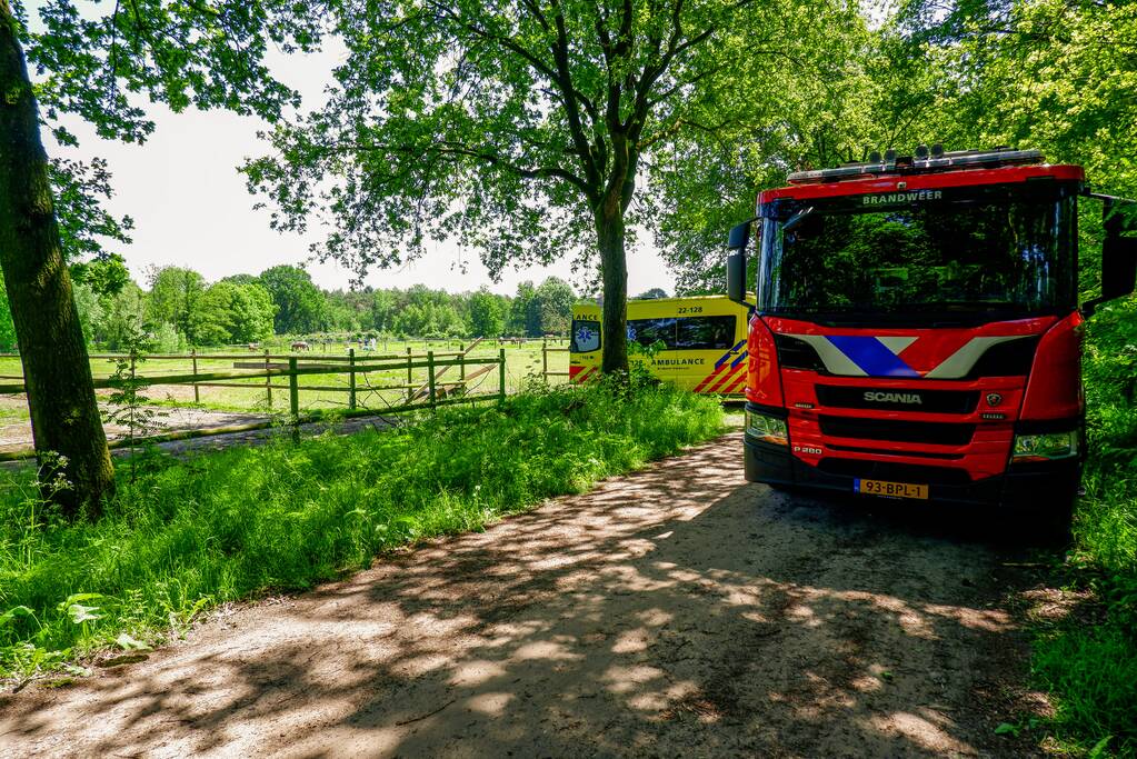 Persoon krijgt trap van veulen en raakt zwaargewond