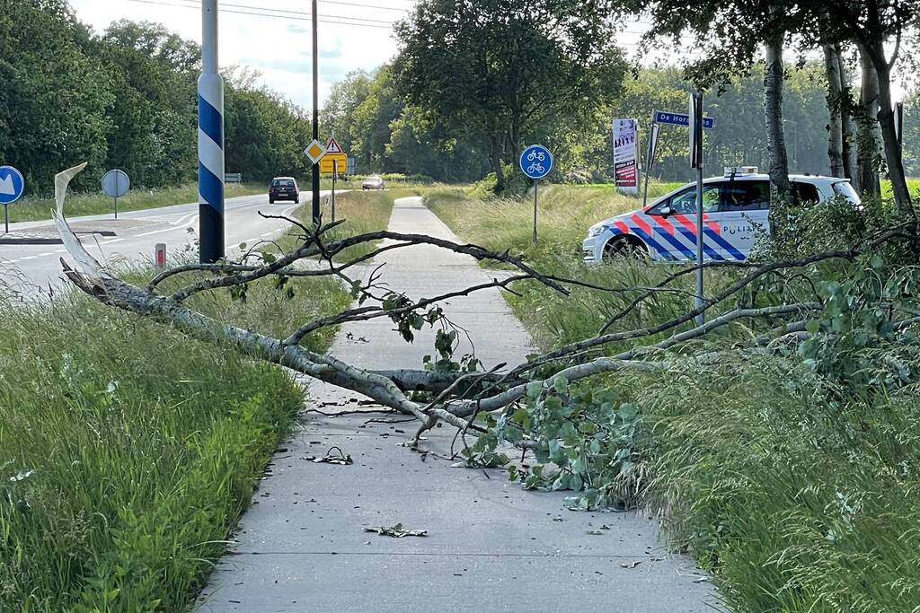 Grote tak breek van boom