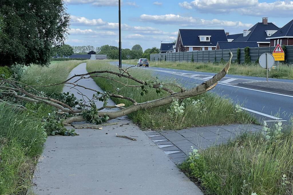 Grote tak breek van boom