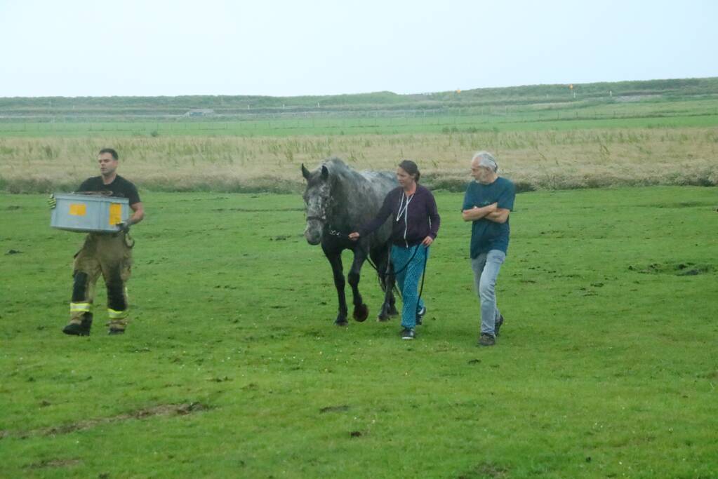 Paard vast in sloot