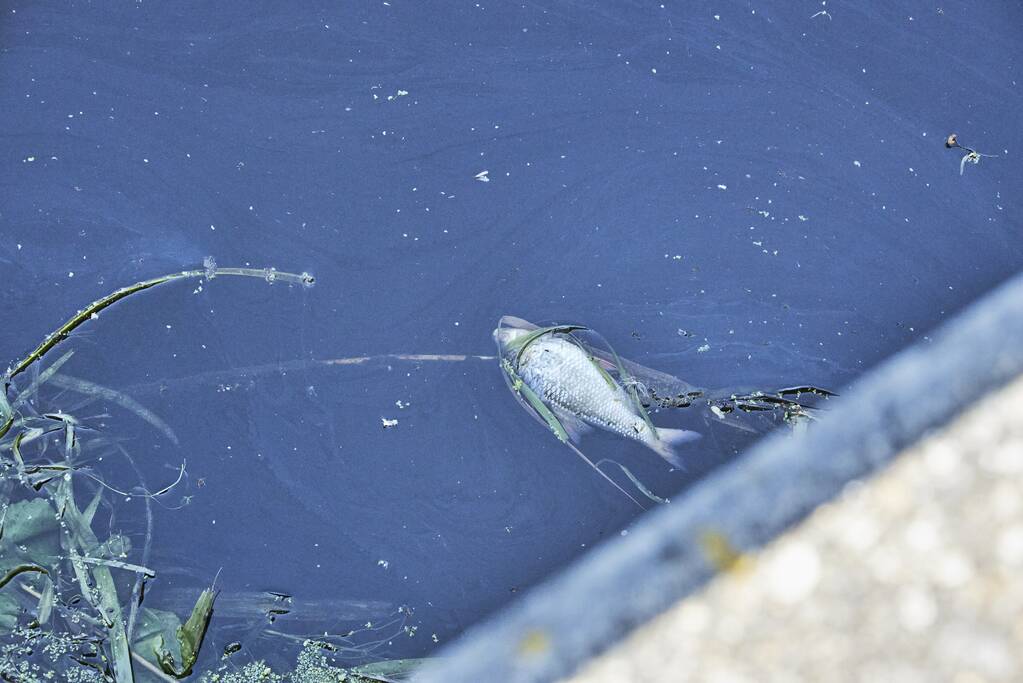 Waterschap haalt emmers met dode vissen uit Valleikanaal