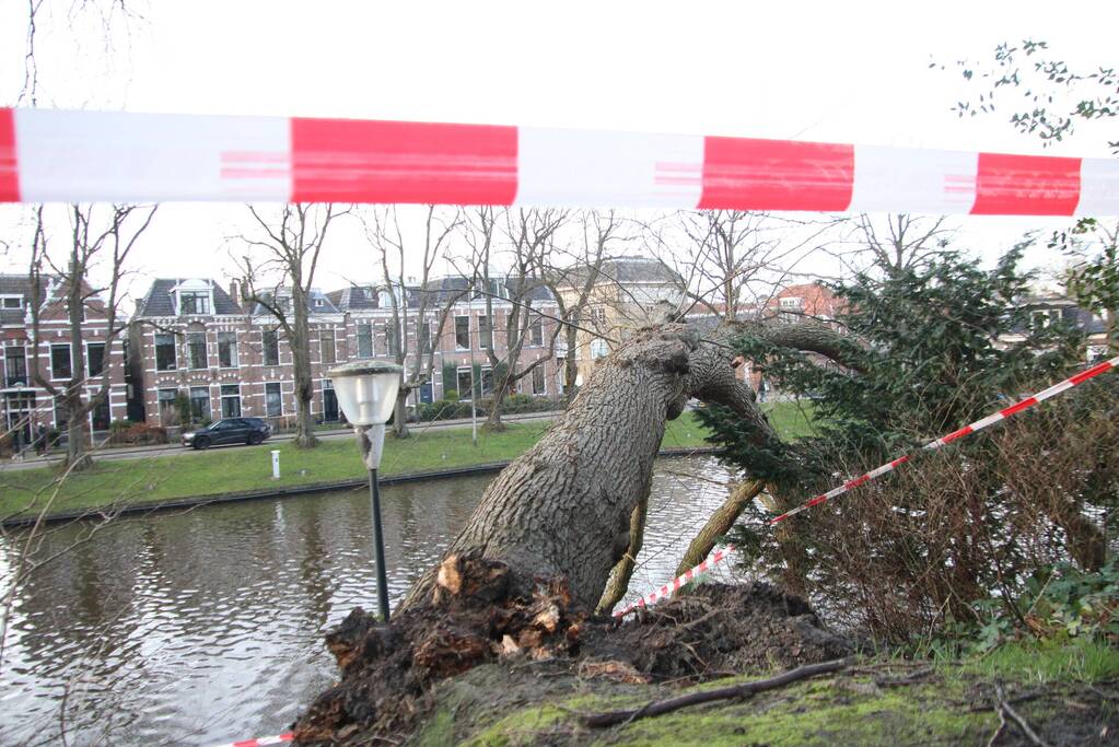 Stuk park afgezet nadat grote boom omwaait