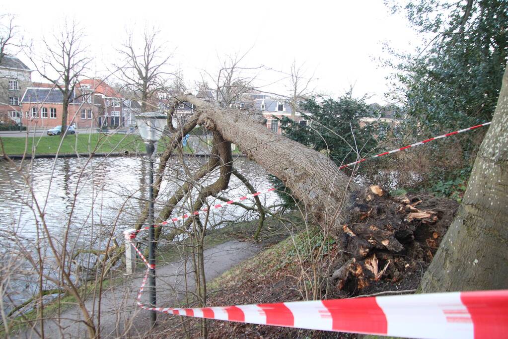 Stuk park afgezet nadat grote boom omwaait