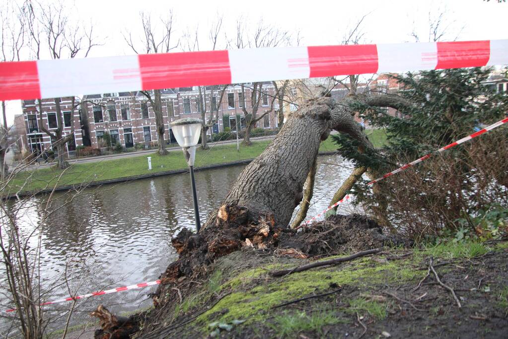 Stuk park afgezet nadat grote boom omwaait