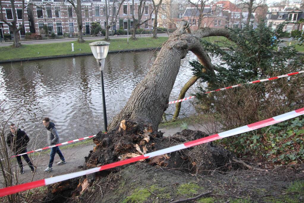 Stuk park afgezet nadat grote boom omwaait