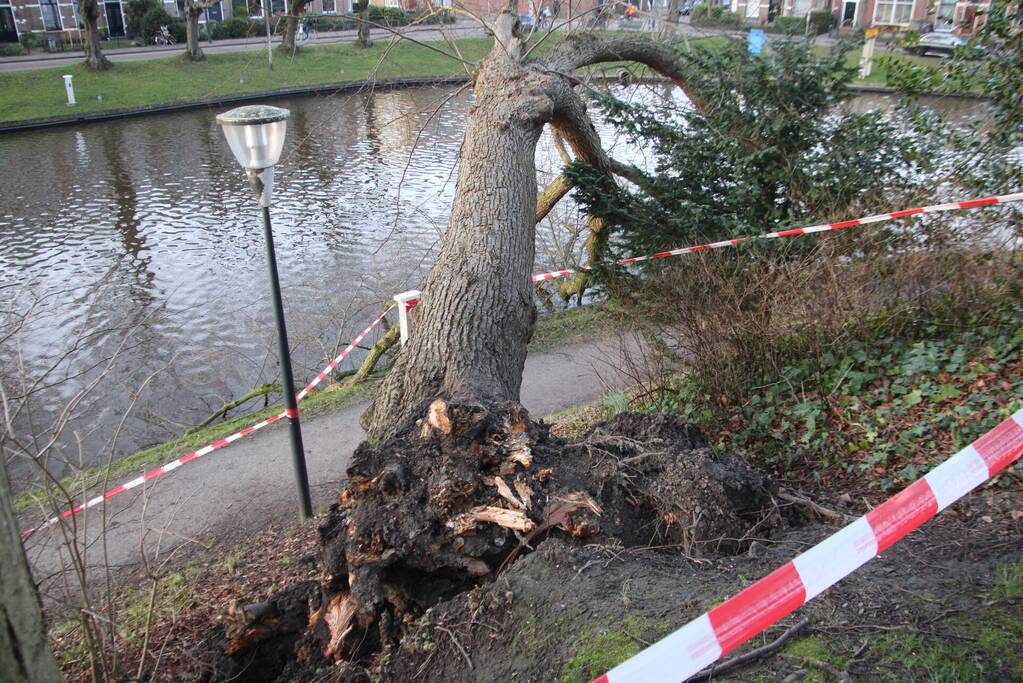 Stuk park afgezet nadat grote boom omwaait