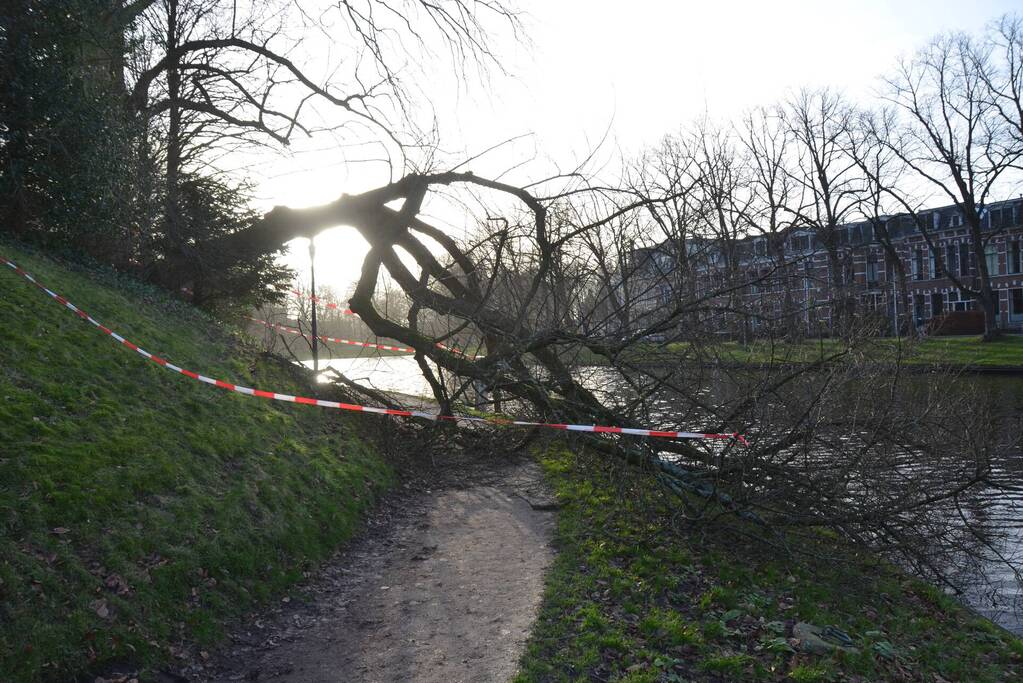 Stuk park afgezet nadat grote boom omwaait