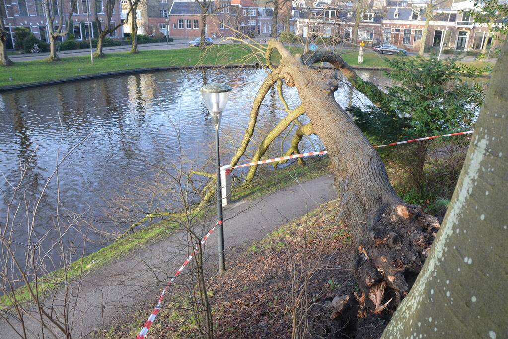 Stuk park afgezet nadat grote boom omwaait