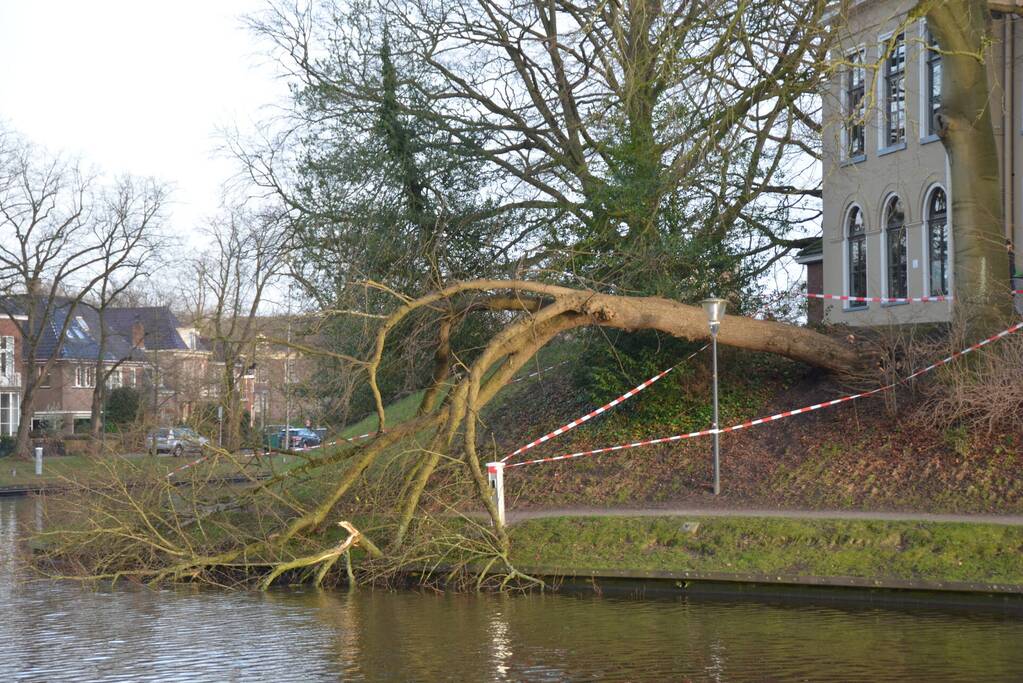 Stuk park afgezet nadat grote boom omwaait