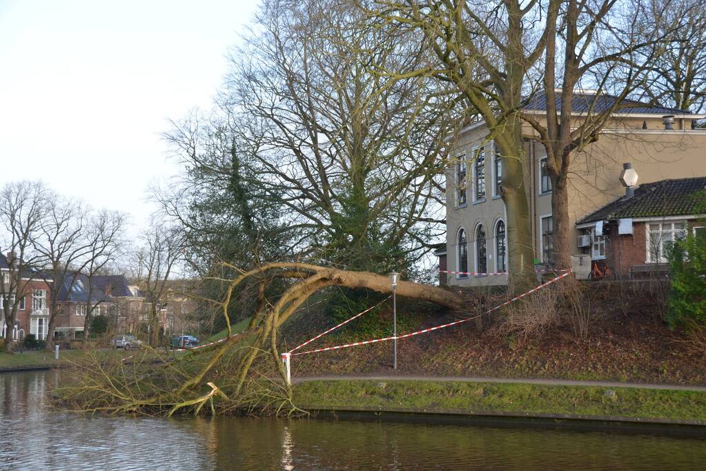 Stuk park afgezet nadat grote boom omwaait