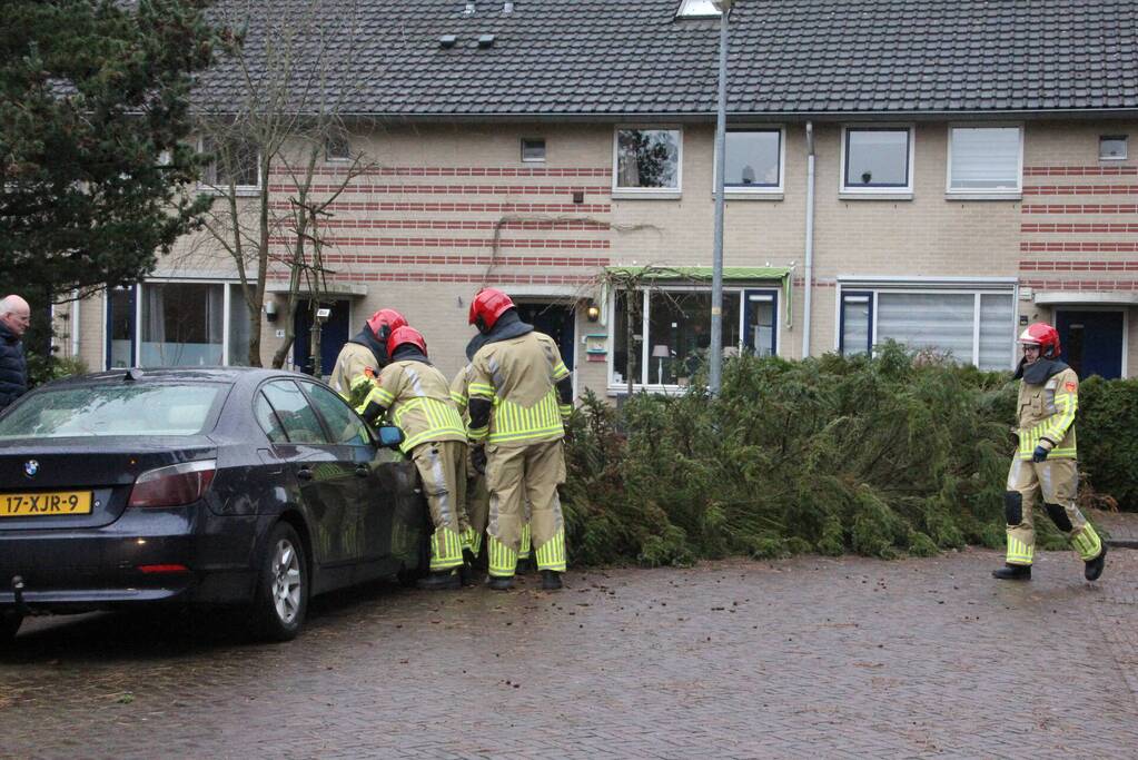 Flinke dennenboom valt op motorkap van auto