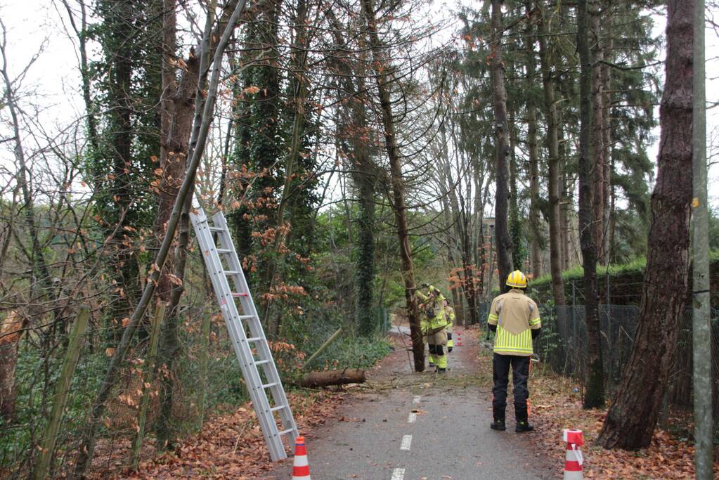 Boom hangt gevaarlijk over fietspad