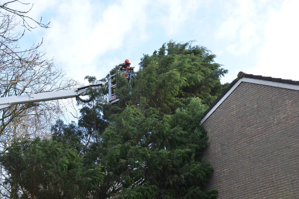 Grote dennenboom valt op woning