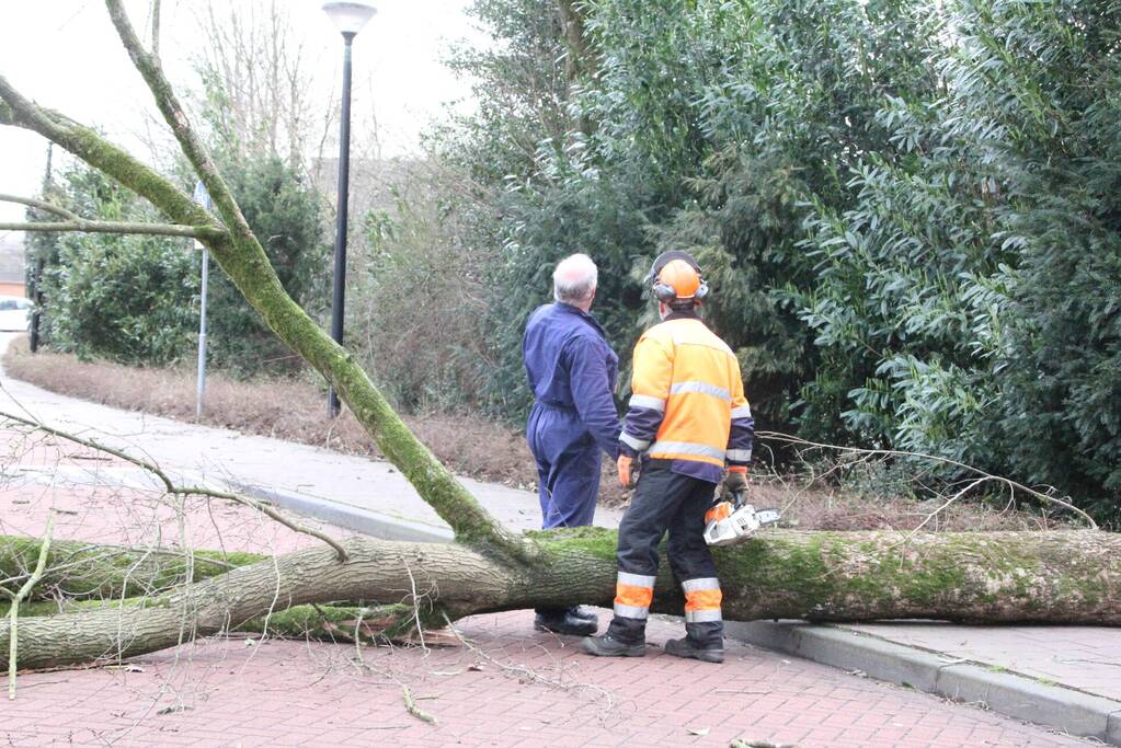 Boom blokkeert weg bij winkelcentrum