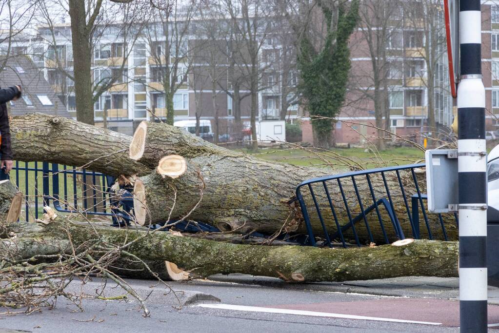 Twee auto's beschadigd door grote boom