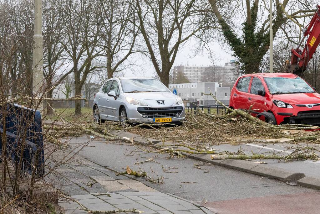 Twee auto's beschadigd door grote boom