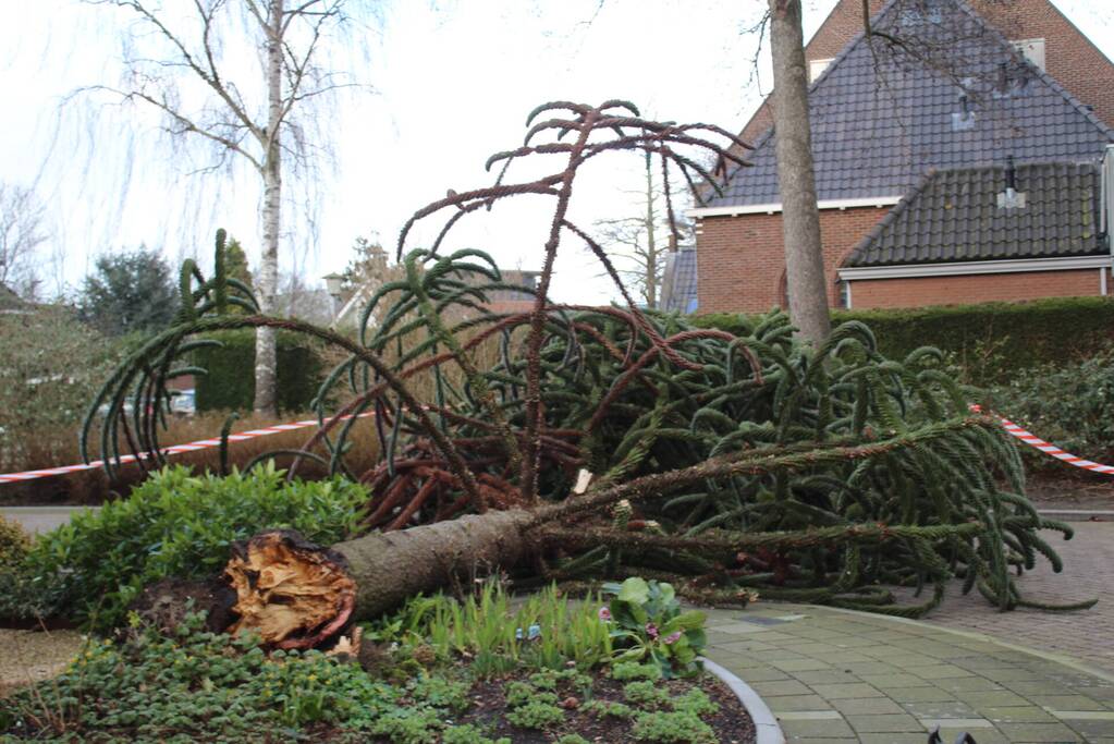 Omgewaaide boom in voortuin